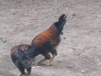 Chickens — photo 2