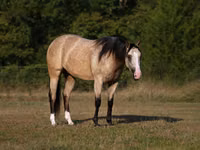 Kobyła, Quarter Horse — zdjęcie 2