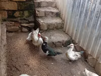 Ducks — ფოტო 2
