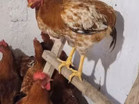 Chickens — Foto 5