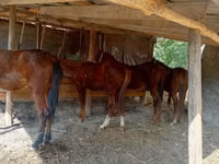 Kůň, Koně — foto 2