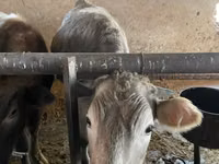 İnek, Russian Black pied cattle — foto 7