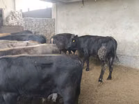 Boğa, Karaku — foto 4