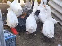 Geese — 写真 2