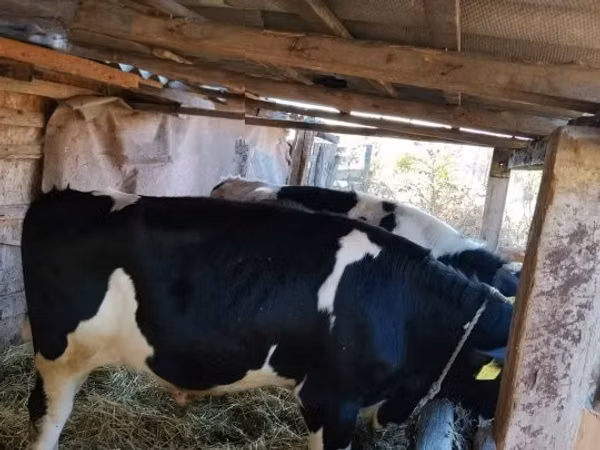 ثور, Russian Black pied cattle