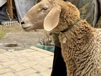 Ovce, Arashan sheep — foto 2