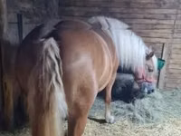 Jument, Chevaux — photo 6