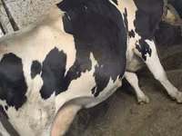 பசு, Russian Black pied cattle — புகைப்படம் 3