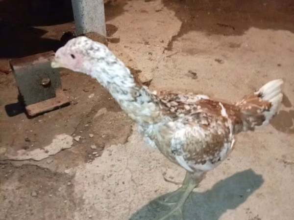 Chickens
