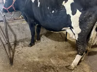 Vaca, Raça Alatau — foto 2