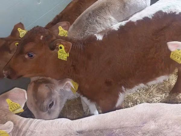 牛只（批次，未指定性别）, Cattle