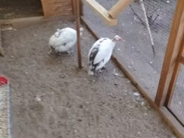 Pearl Grey