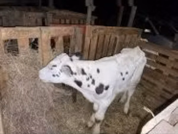 Taureau, Race Holstein