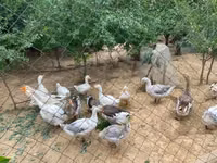 Geese — foto 5
