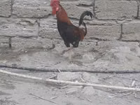 Chickens — zdjęcie 4