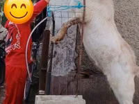 ஆண் வெள்ளாடு, வெள்ளாடுகள் — புகைப்படம் 1