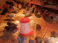 Australorp — zdjęcie 1