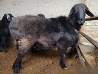 雄羊, Hissar sheep — 写真 5