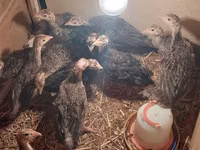 Turkeys — الصورة 2
