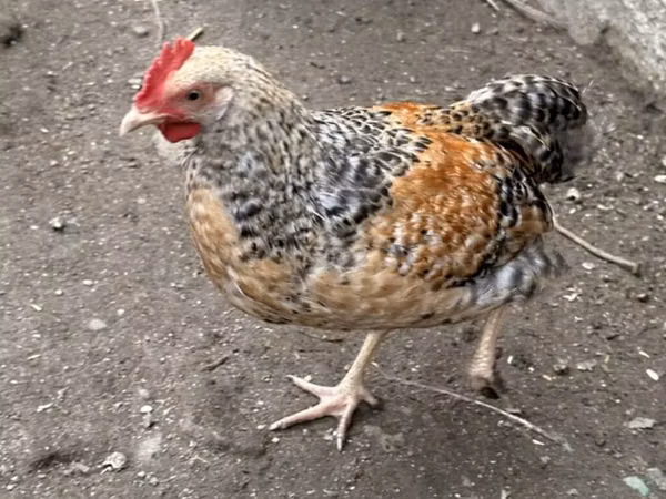 Chickens