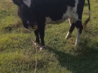 Vaca, Raza Holstein — foto 3
