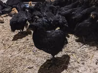 Chickens — foto 2