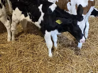 காளை, Russian Black pied cattle — புகைப்படம் 4