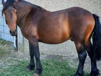 Kůň, Međimurje horse — foto 1