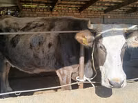 Vaca, Raça Alatau — foto 5