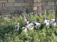 Chickens — foto 4