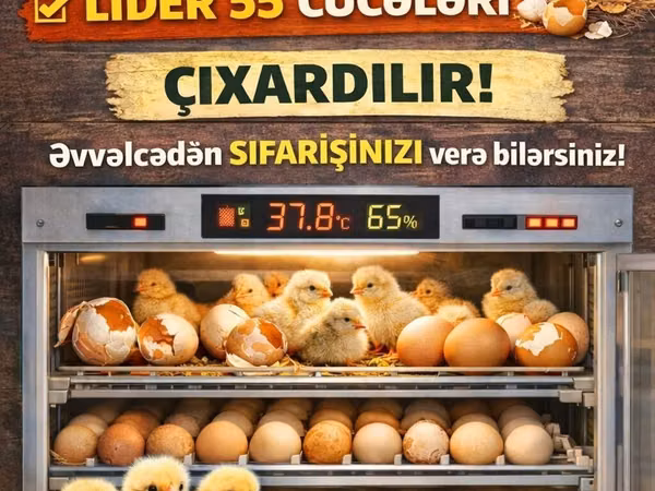 Chickens — Ázerbájdžán