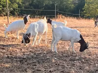 Koza, Boer goat — zdjęcie 1