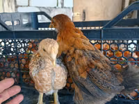 Chickens — Foto 1