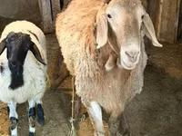 Sheep, Sheep — photo 3