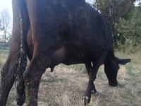Vaca, Vaca vermelha sem chifres — foto 1