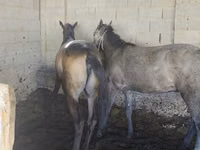 Kůň, Koně — foto 2
