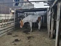 Atlar (parti, cinsiyet belirtilmedi), Horse breed — foto 2