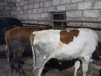 காளை, Russian Black pied cattle — புகைப்படம் 3