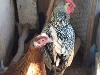 Sebright — Foto 5