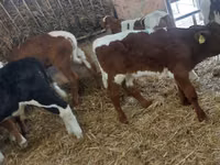 ثور, Simmental cattle — الصورة 6
