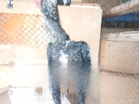Shamo chickens — foto 2