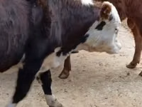 母牛, Cattle — 照片 3