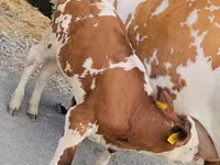 Krava, Simmental cattle — foto 1