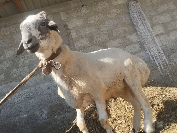 Qoç, Qoyunlar