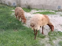 Owca, Owce — zdjęcie 1