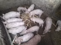 Świnie (partia, płeć nieokreślona) — zdjęcie 2