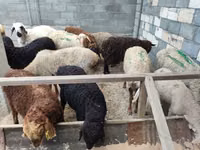Brebis, Moutons — photo 1