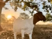 母山羊, Boer goat — 照片 1