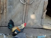 बैण्टम — फ़ोटो 1