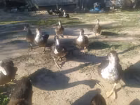 Ducks — Foto 4